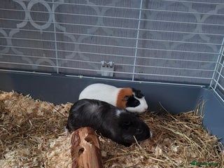 Guinea Pig rodents for sale - Advert 1