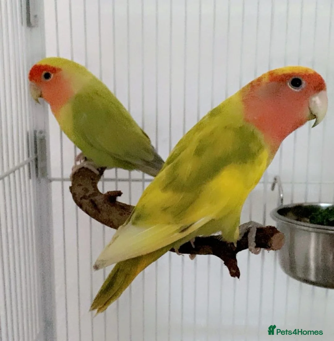 Lovebirds birds for sale: EVERYTHING INCLUDED - Dual Peach Faced Lovebirds - Advert 1