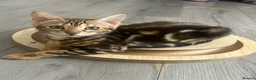 Bengal cats for sale: Perfect marble Bengal girl - Advert 1