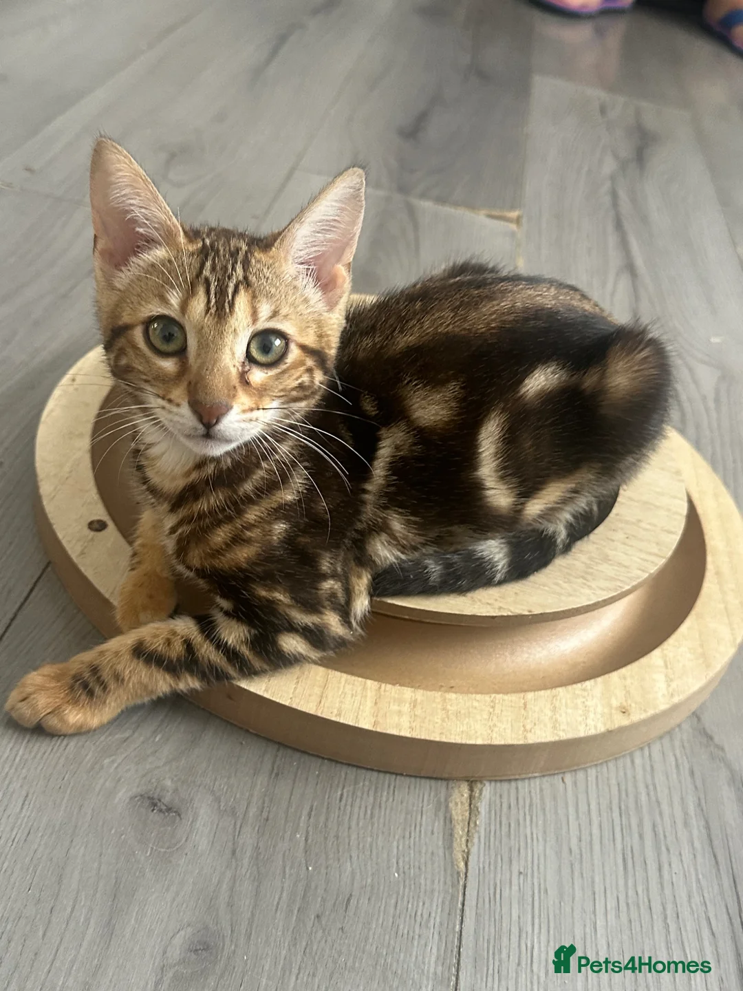 Bengal cats for sale: Perfect marble Bengal girl - Advert 1