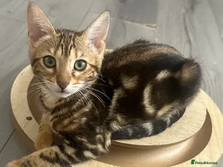 Bengal cats Perfect marble Bengal girl - Advert 5