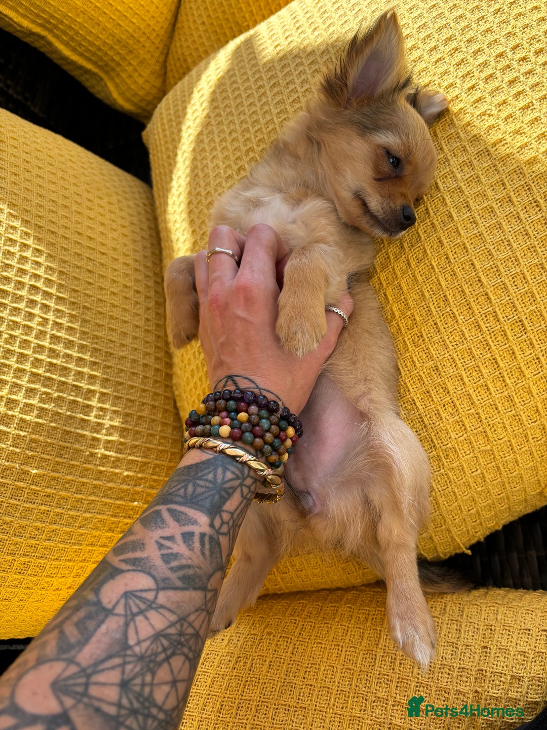 Pomchi dogs for sale: Beautiful female puppy ready now!  in Godstone - Image 34