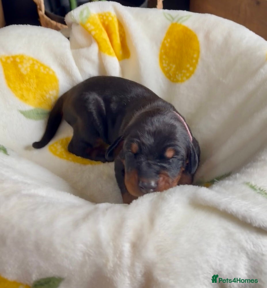 Dobermann dogs KC Registered Doberman Puppies | Health Tested 🐾 - Advert 1