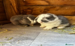 French Lop rabbits for sale: 🩵Stunning litter pure bred blue eye French lops🩵 - Image 11