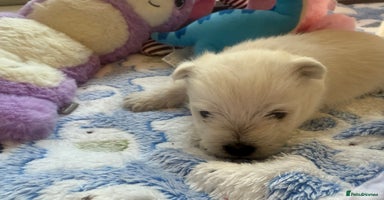 West Highland Terrier dogs - Advert 13