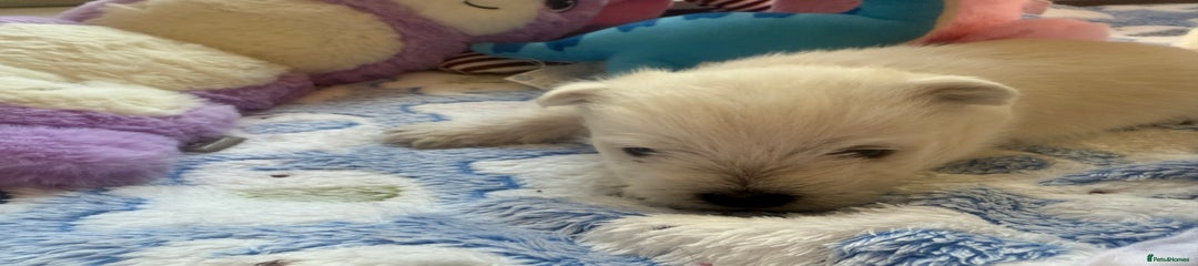 West Highland Terrier Puppy 3