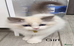 Ragdoll cats for sale: Beautiful Ragdoll for sale - Image 6