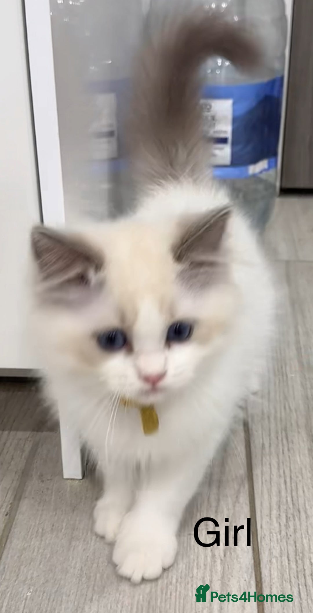 Ragdoll cats for sale: Beautiful Ragdoll for sale - Image 6