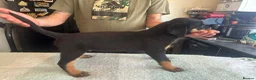 Rottweiler dogs for sale: 2 Beautiful and Playful Rottweiler puppies  - Advert 10