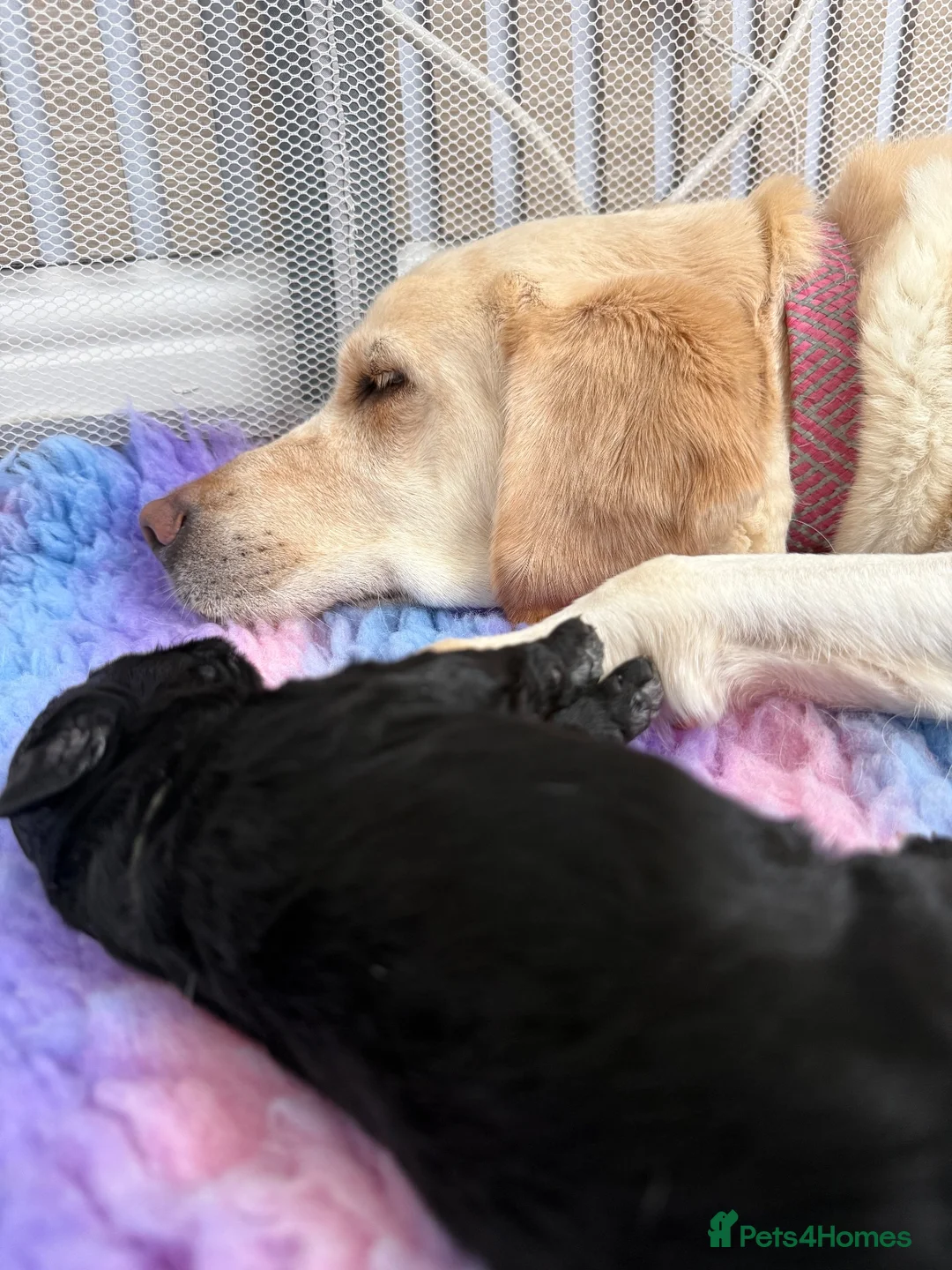 Labradoodle dogs for sale: Gorgeous labradoodle puppies!🐶  - Advert 21