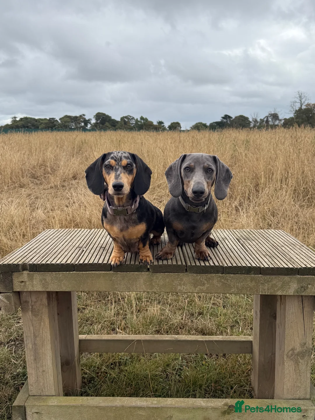 Dachshund dogs for sale: LAST 2 DACHSHUNDS LOOKING FOR THEIR FOREVER HOMES - Advert 2