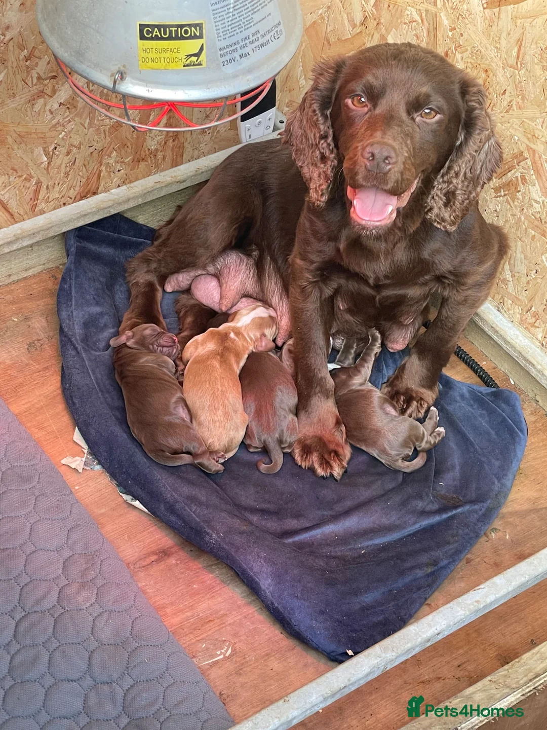Cocker Spaniel dogs for sale: Full breed cocker spaniel puppies  in Strabane - Advert 6