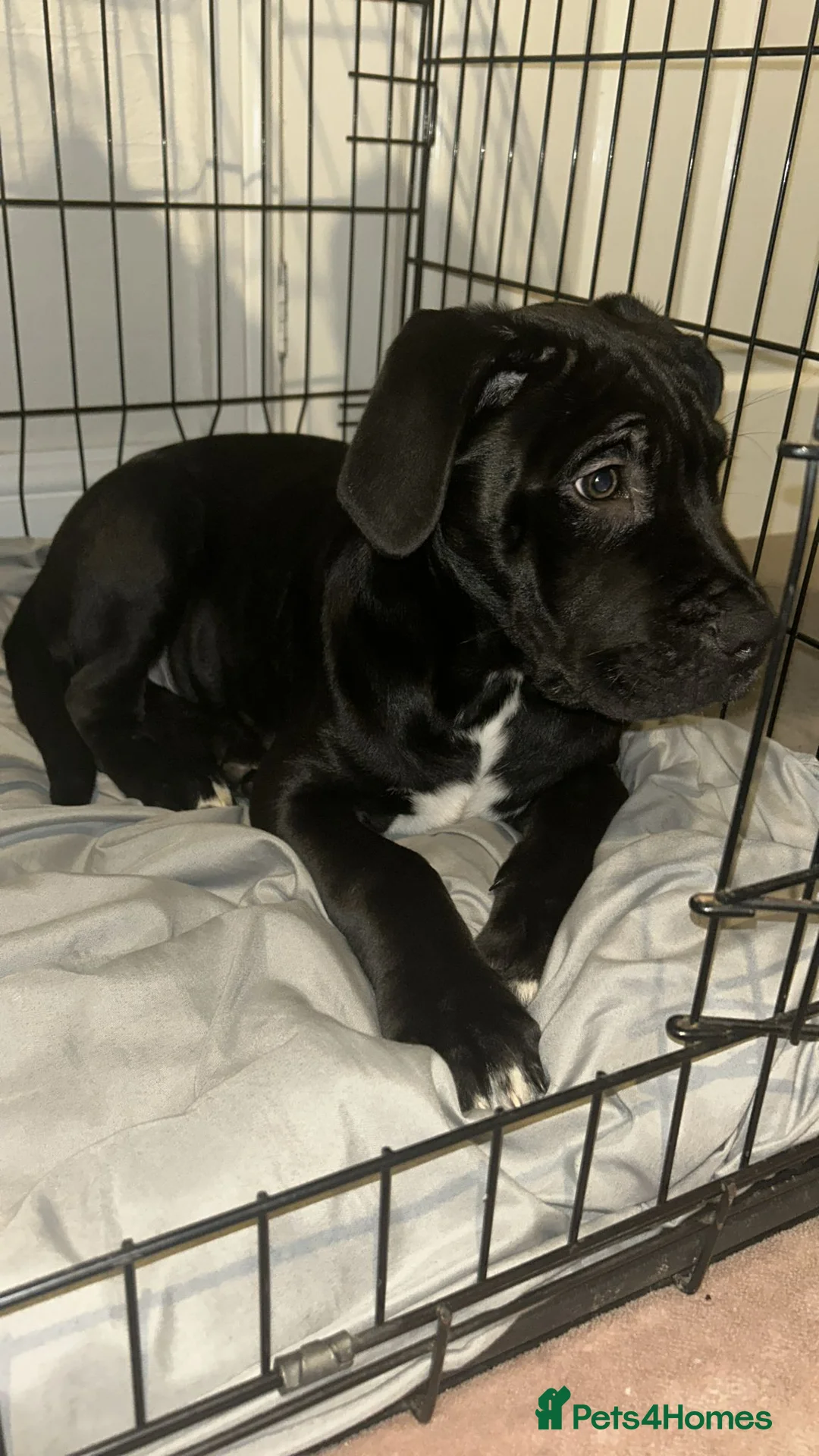 Mixed Breed dogs for sale: Male Cane Corso X Neopolitan mastiff/Great Dane - Advert 1