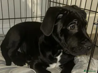 Mixed Breed dogs Male Cane Corso X Neopolitan mastiff/Great Dane - Advert 16