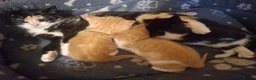 American Shorthair cats for sale: Little fur babies  - Advert 13
