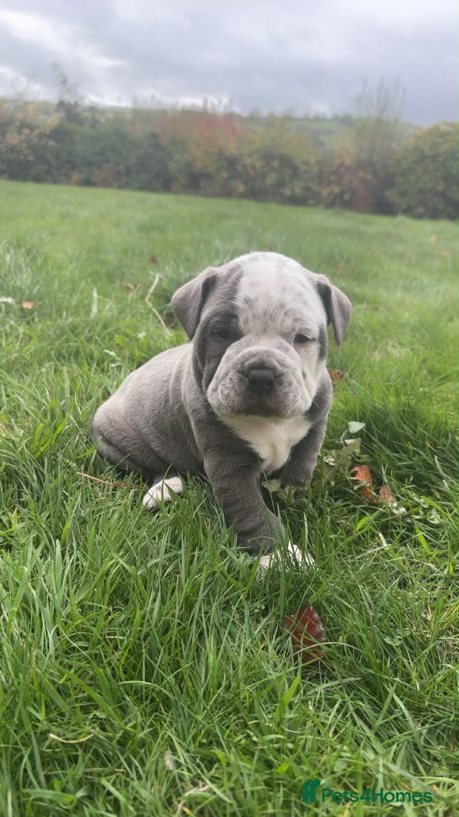 Olde English Bulldogge dogs for sale: olde English bulldog puppies - Advert 2