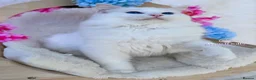 Ragdoll cats for sale: ⭐️AWARD WINNING GCCF CATTERY RAGDOLL KITTENS⭐️ - Advert 15