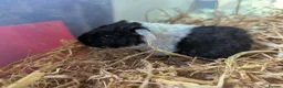 Guinea Pig rodents for sale: Friendly Baby Teddy Guinea Pigs - Advert 11