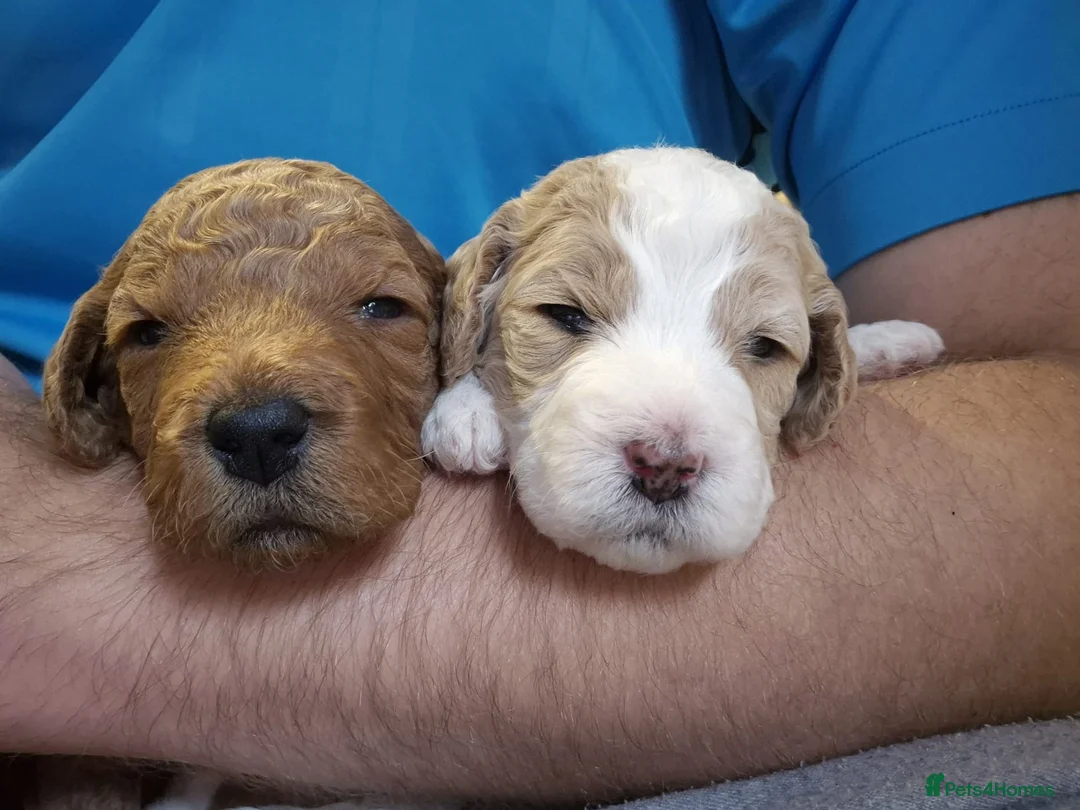 Cockapoo dogs for stud: STUD - F1 Red and white Cockapoo - Health Clear in York - Advert 34