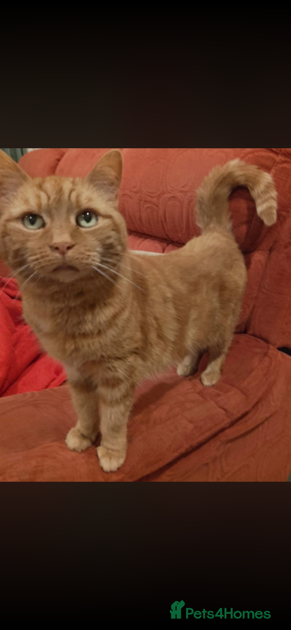 Mixed Breed cats for sale: 10 week old male ginger kitten  - Advert 1