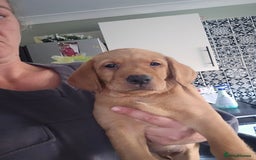 Labrador Retriever dogs for sale: Ready now ***Kc registered labrador retrievers  - Image 7