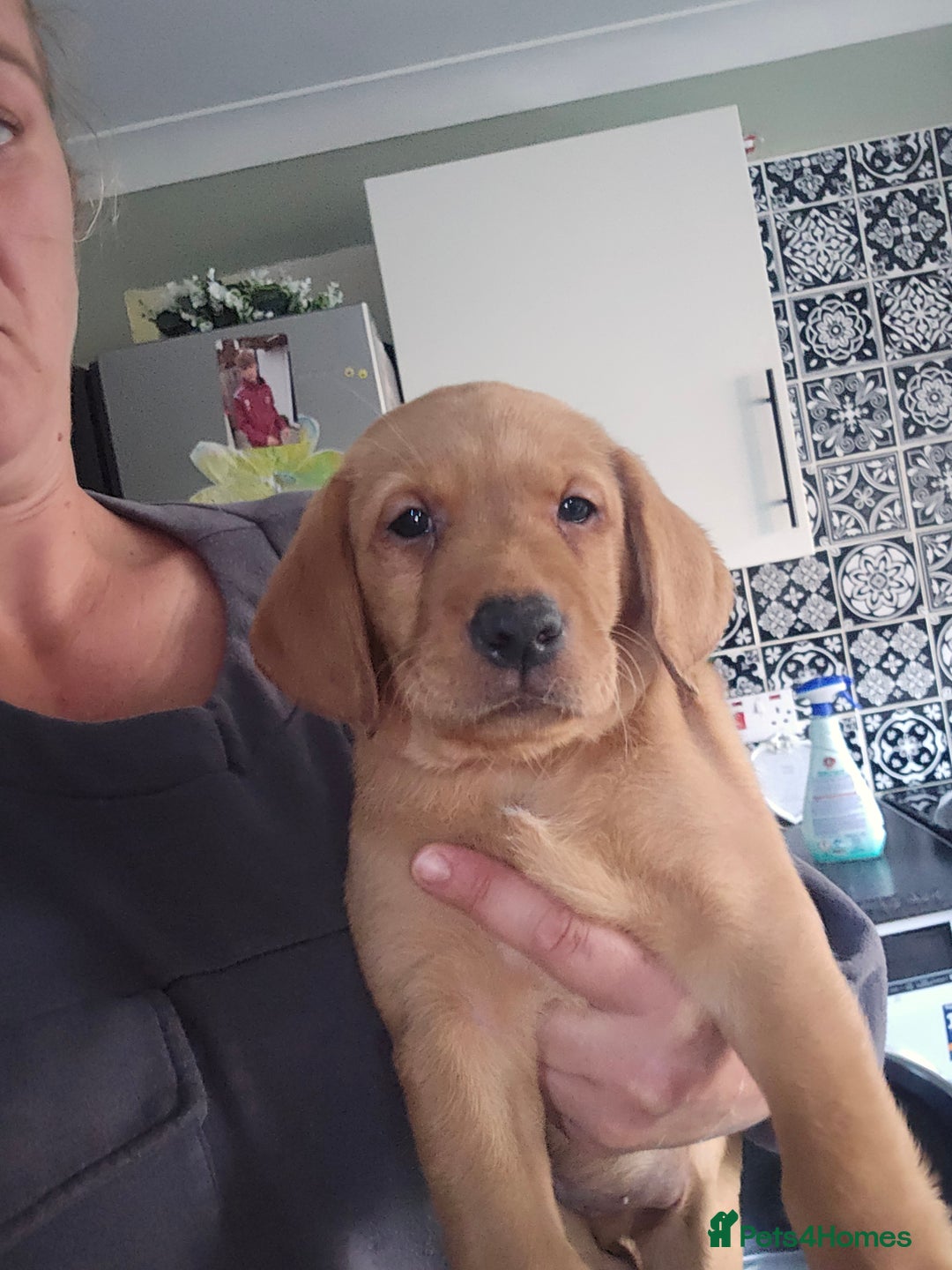 Labrador Retriever dogs for sale: Ready now ***Kc registered labrador retrievers  - Image 7