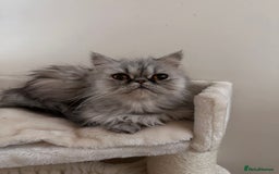Persian cats for sale: 4 cuddly, petite Persian girls💗 - Image 8