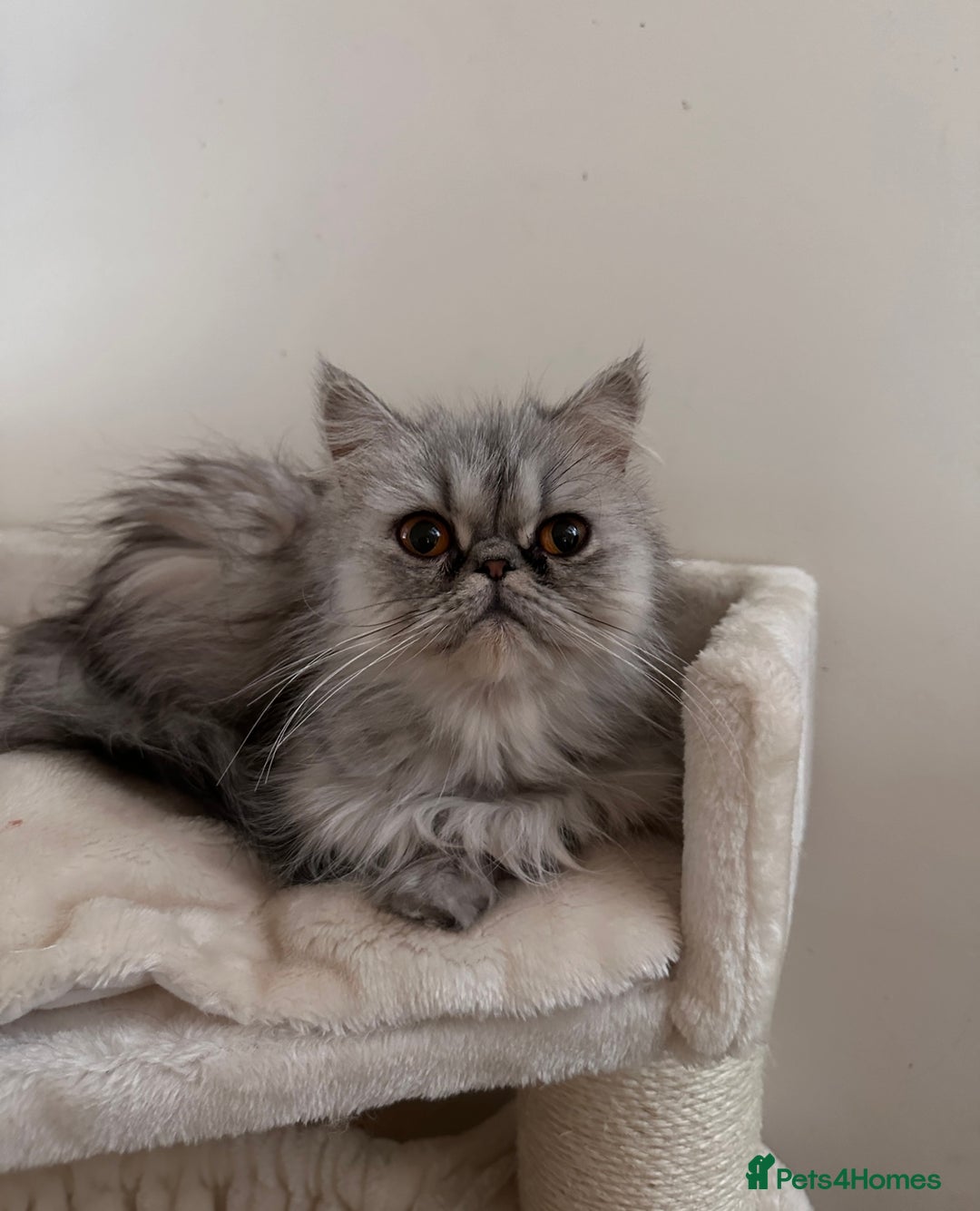 Persian cats for sale: 4 cuddly, petite Persian girls💗 - Image 8