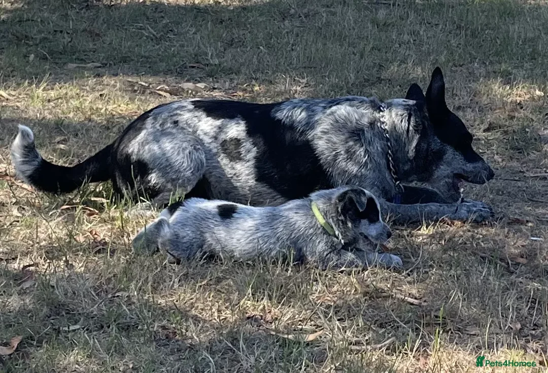 Australian Cattle Dog dogs for sale: Energetic Cattle Dog Pups – Ready to Work & Play in Brighton - Advert 18
