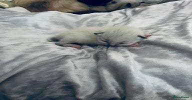 Ragdoll cats - Advert 10
