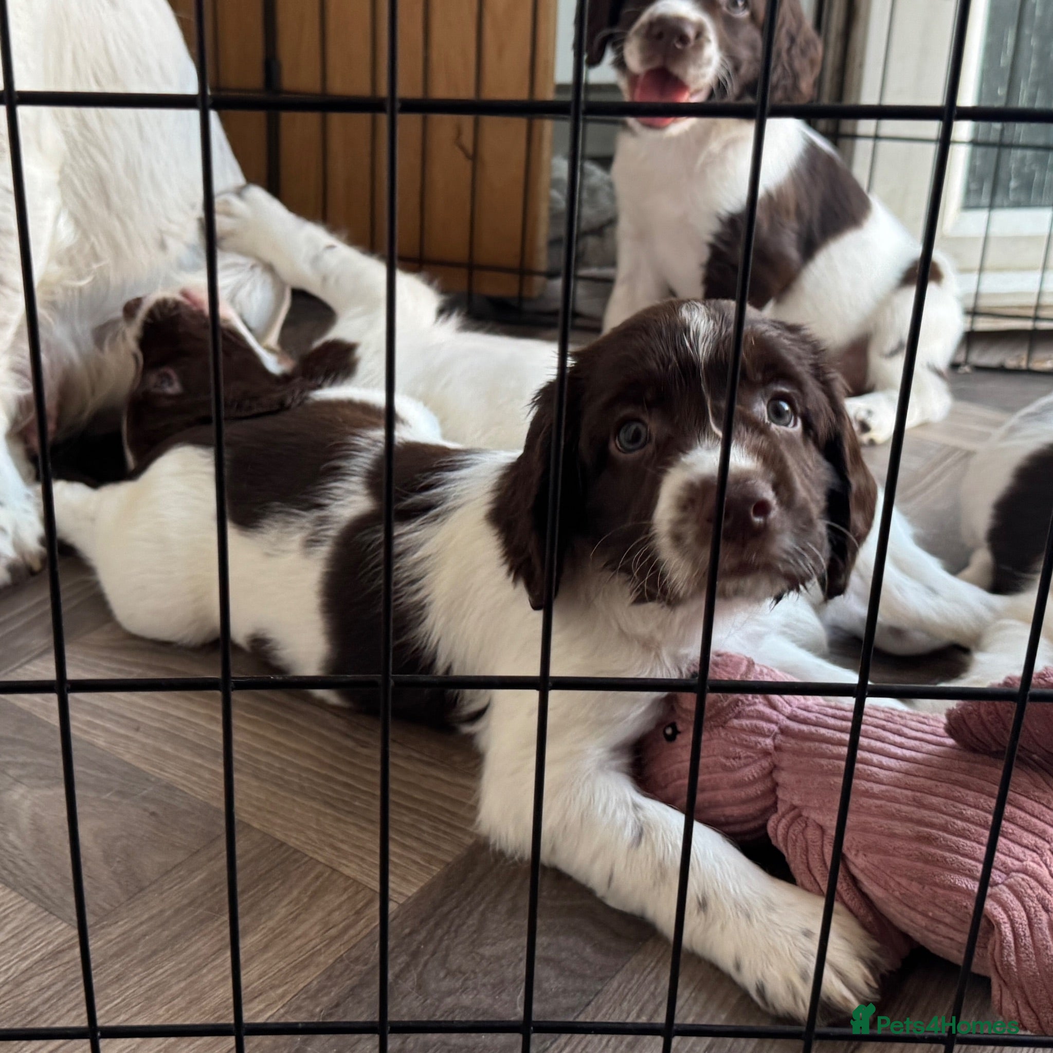 English Springer Spaniel dogs Liver & White English Springer Spaniel Puppies - Advert 5