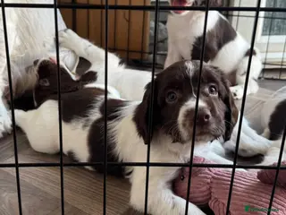 English Springer Spaniel dogs Liver & White English Springer Spaniel Puppies - Advert 5