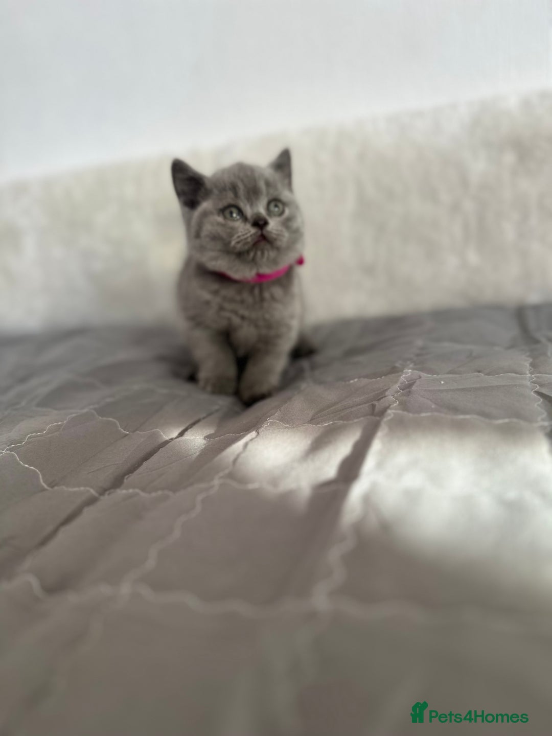 British Shorthair cats for sale: 💎  CHAMPION LINES BSH BLUE  💎 - Advert 18