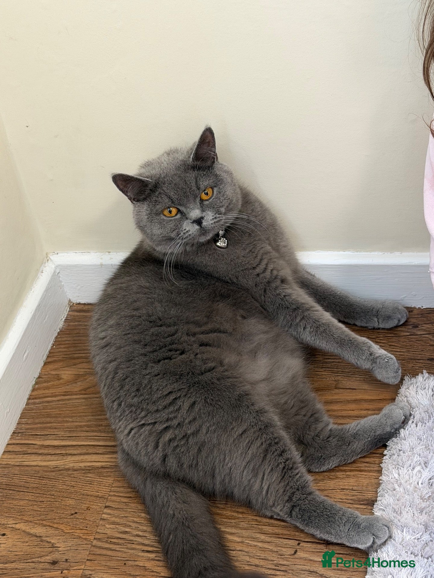British Shorthair cats British Shorthair Kittens – Grey & Black £400 - Advert 2