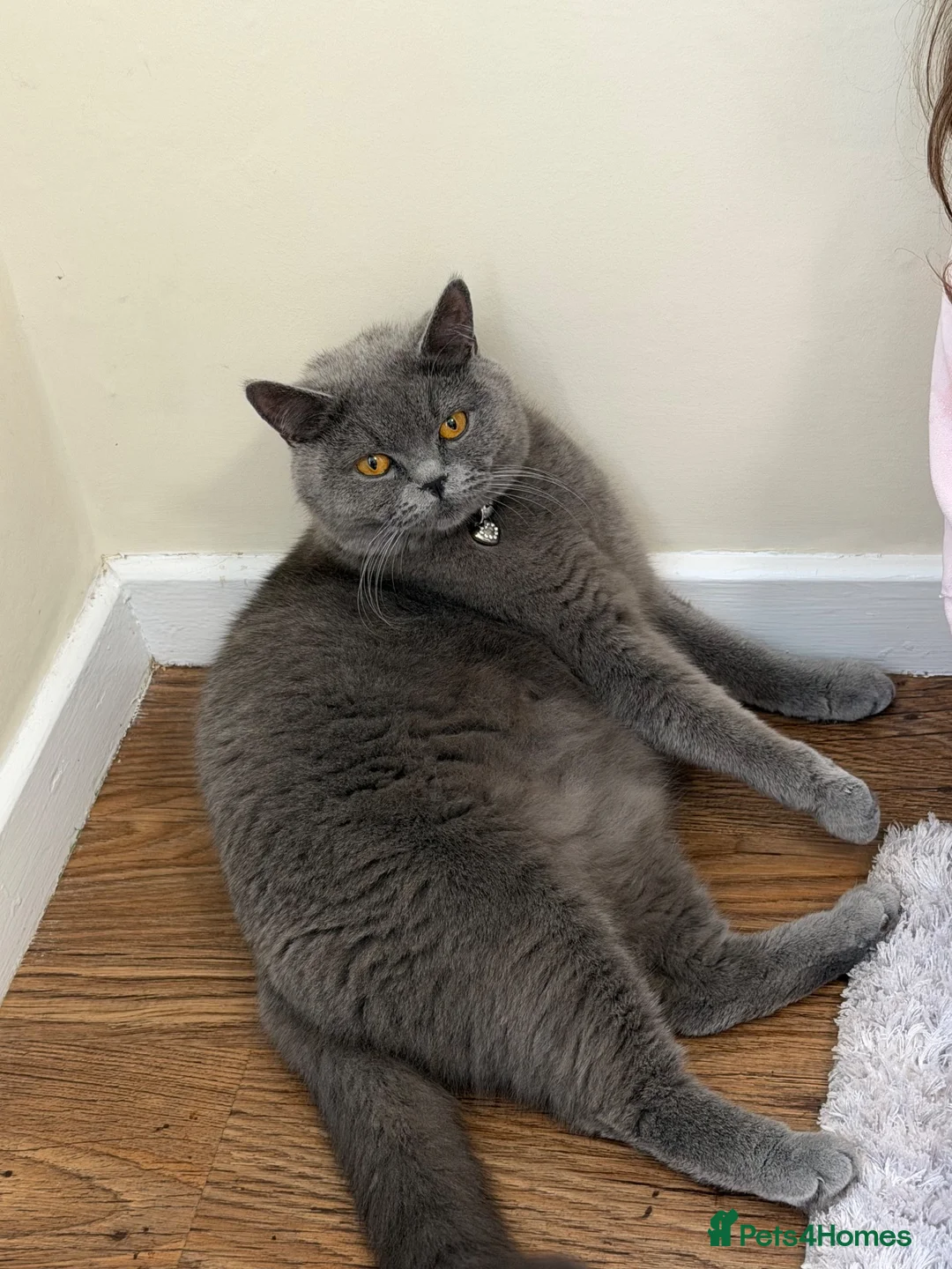 British Shorthair cats for sale: British Shorthair Kittens – Grey & Black £400 - Advert 1