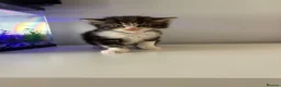 Maine Coon cats for sale: Maine coon kittens  in Winsford - Advert 6