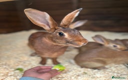 Belgian Hares rabbits for sale: Belgian Hares - Cheshire  - Image 9