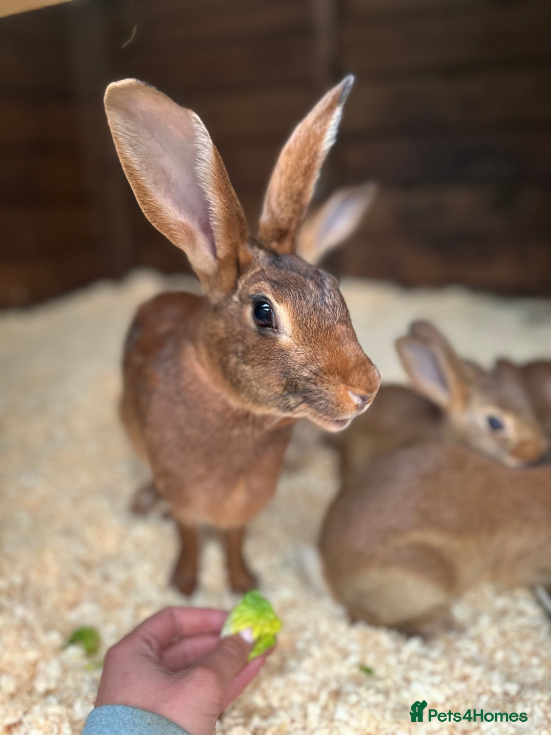 Belgian Hares rabbits for sale: Belgian Hares - Cheshire  - Image 9
