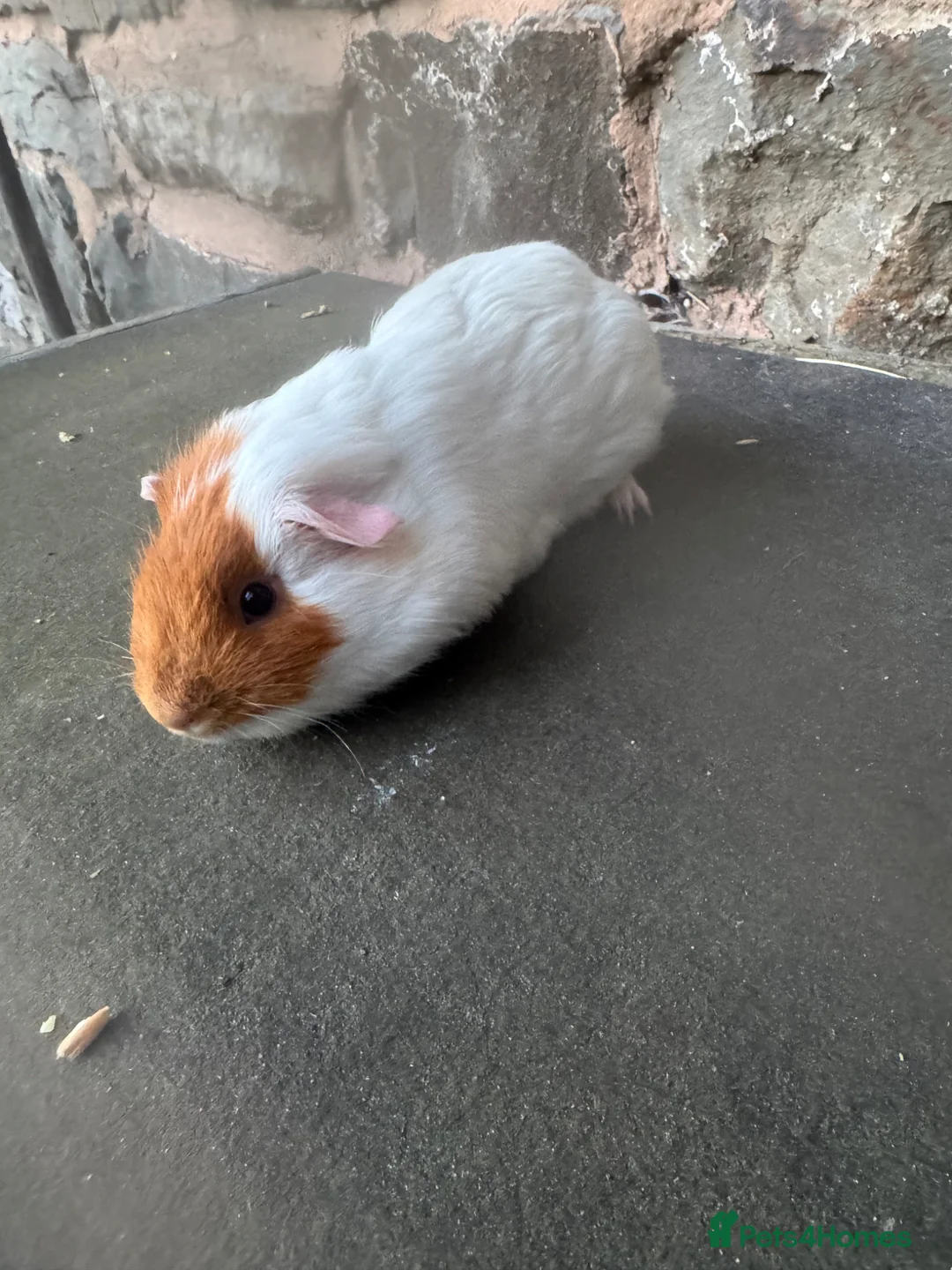 Guinea Pig rodents for sale: Stunning baby male guinea pig  - Advert 6