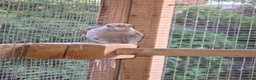 Mixed Breed birds for sale: Parakeets  in Chelmsford - Advert 4