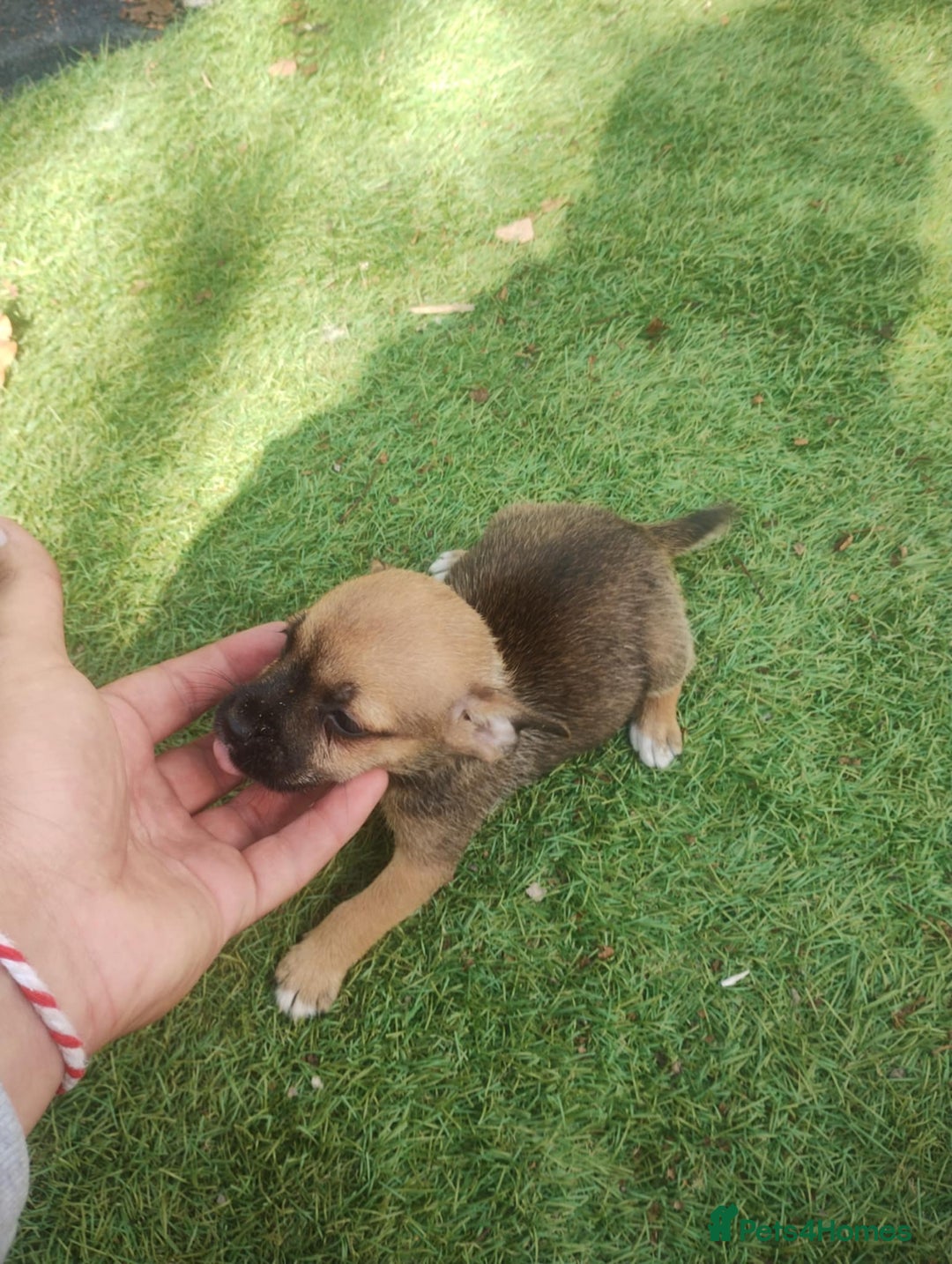 Jack Russell dogs for sale: Tradisional Jack russles  - Image 3