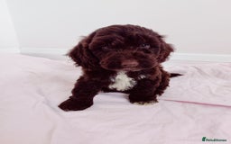 Cockapoo dogs for sale: Outstanding Cockapoo Puppies - Image 12
