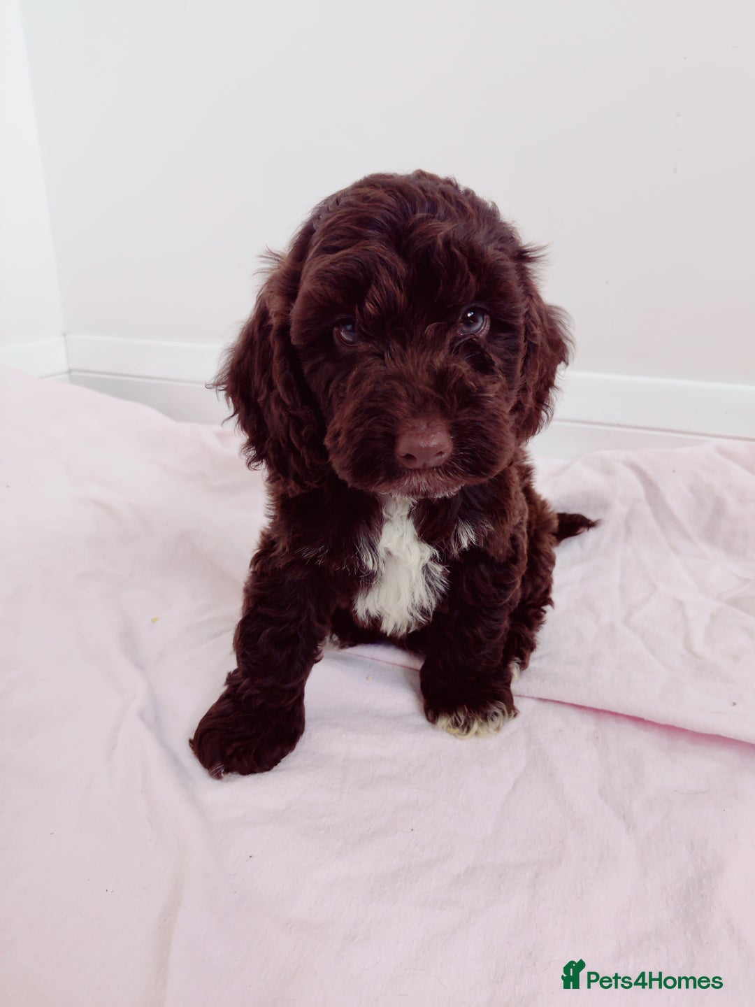 Cockapoo dogs for sale: Outstanding Cockapoo Puppies - Image 12