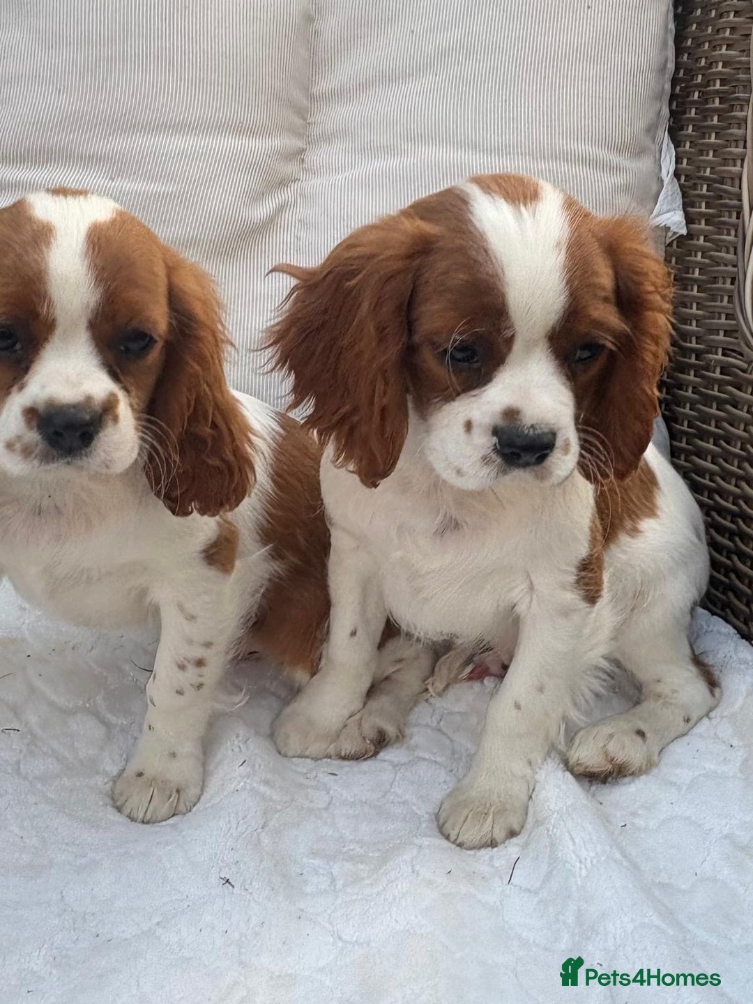 Cavalier King Charles Spaniel dogs for sale: Cavalier King Charles Spaniel Puppies  in Tonbridge - Image 2