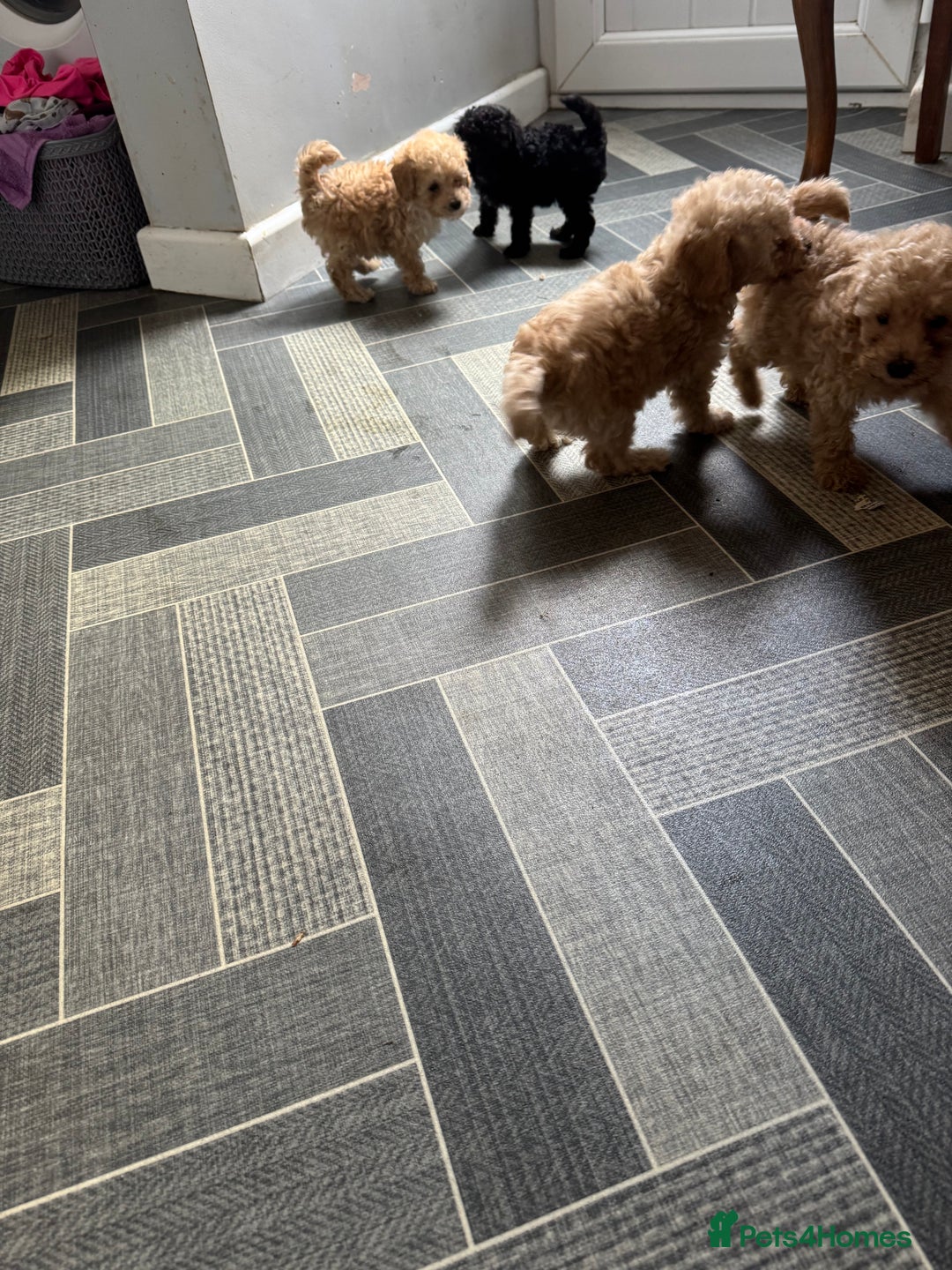 Toy Poodle dogs for sale: Toy Poodles  - Image 6