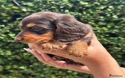 Miniature Dachshund dogs for sale: Pedigree long & short fur miniature dachshunds - Image 16