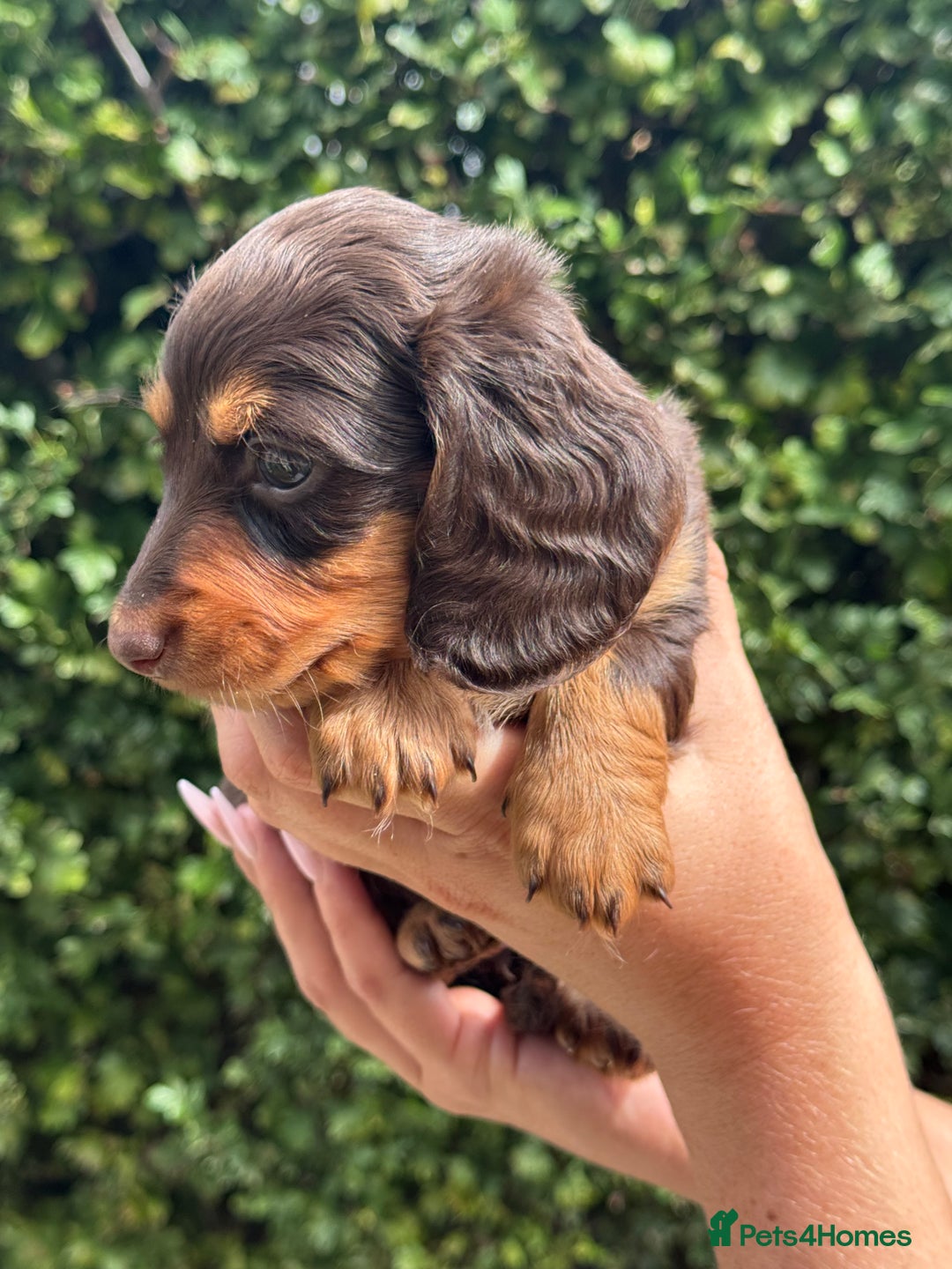 Miniature Dachshund dogs for sale: Pedigree long & short fur miniature dachshunds - Image 16