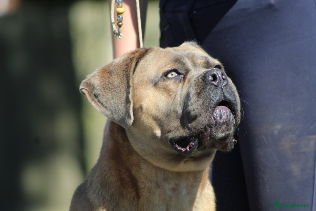 Cane Corso dogs for stud: 🧊 ANTIQUA FORTIS DA’VINCI OF PETRAANGELZ 🧊 - Image 3