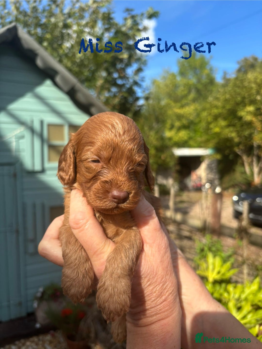 Cockapoo dogs for sale: Gorgeous cockapoo puppies!  - Image 1
