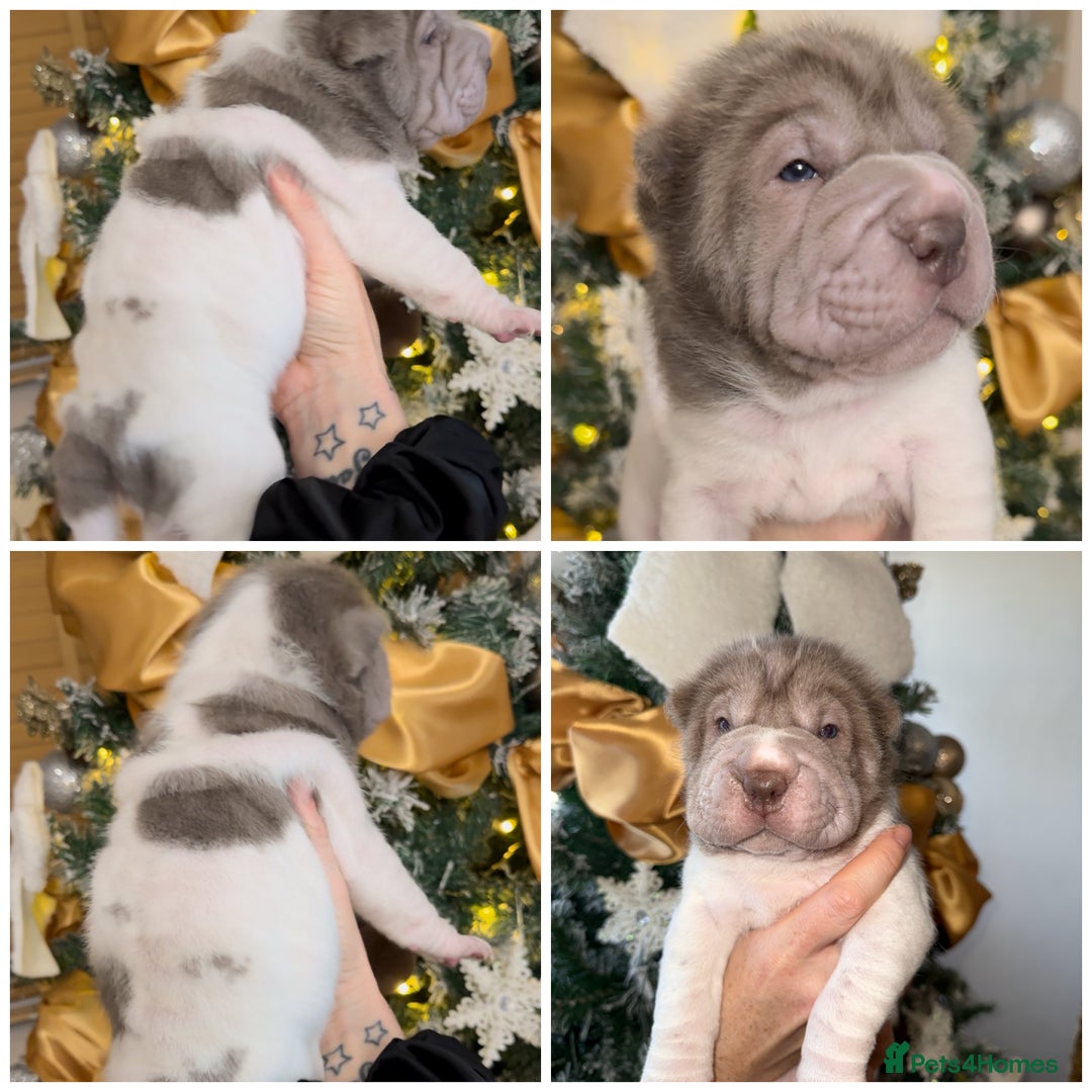 Shar Pei dogs for sale: ✨Gorgeous KC registered Sharpei Puppies for sale✨ - Advert 4